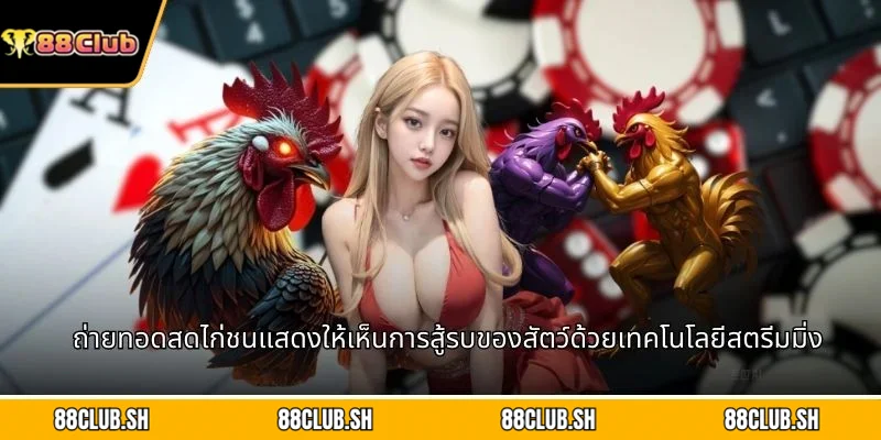 ถ่ายทอดสดไก่ชนแสดงให้เห็นการสู้รบของสัตว์ด้วยเทคโนโลยีสตรีมมิ่ง