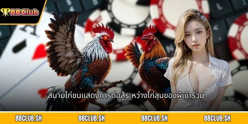 สนามไก่ชนแสดงการต่อสู้ระหว่างไก่สุมของผู้เข้าร่วม